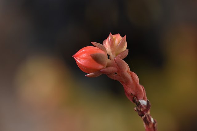 Echeveria mini no id flower bud 3.jpg