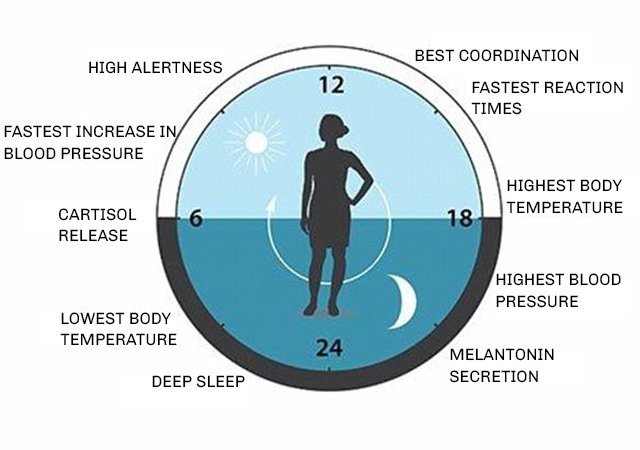 Biological rhythm.jpg