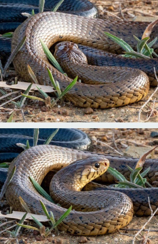 King Cobra Snake (5).jpg