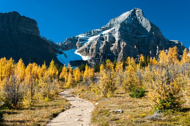 Larches at Saddleback Pass with Haddo Peak (3070m), Banff National Park, Alberta, Canada..jpg