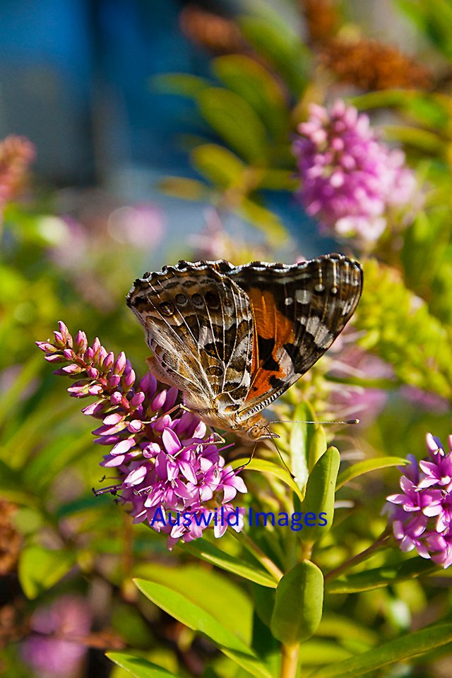 Monarch Butterfly.jpg