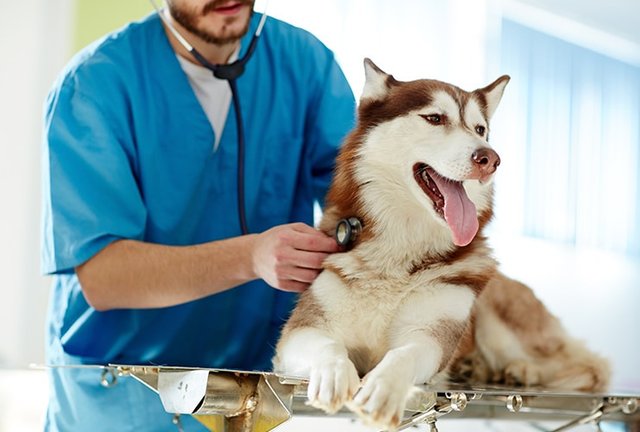 funciones-veterinarios.jpg