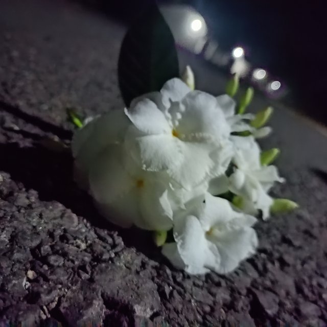 1000052517.jpg