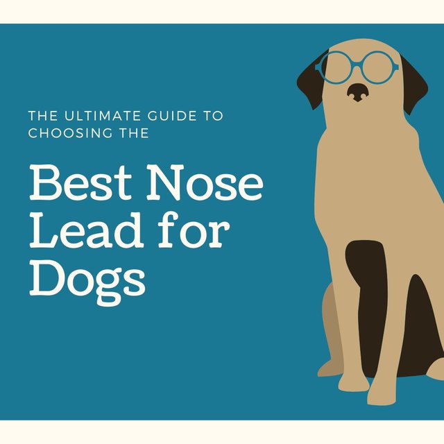 The Ultimate Guide to Choosing the Best Nose Lead for Dogs.jpg