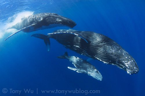 humpback-whale-injured-calf-with-mother-and-escort-tonga.jpeg
