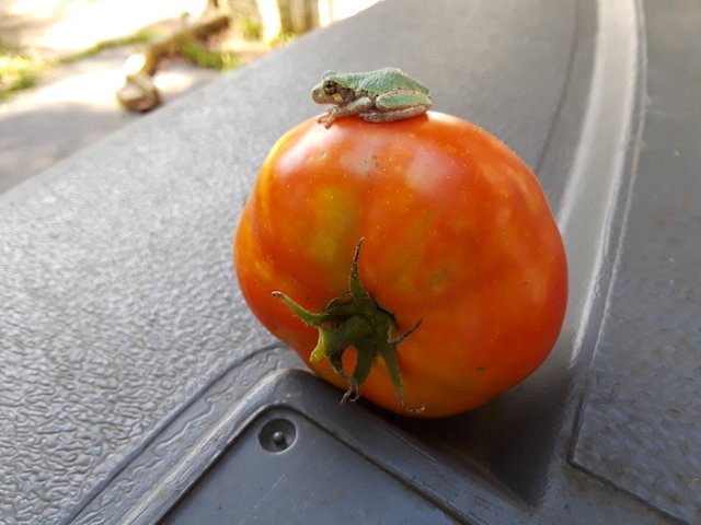 frog on tomato.jpg