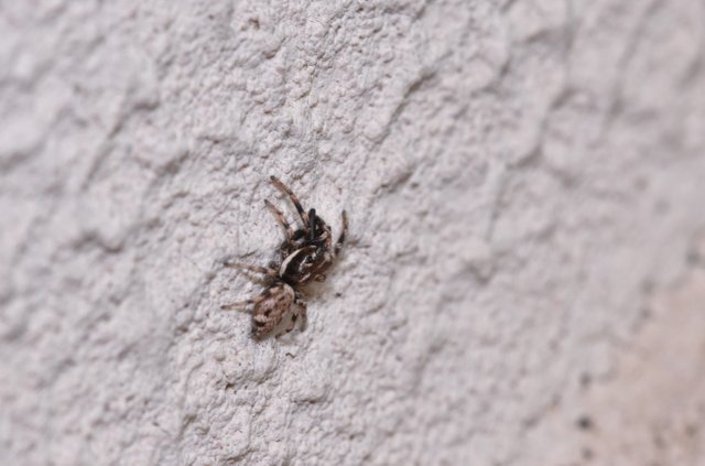 jumping spider wall 3.jpg