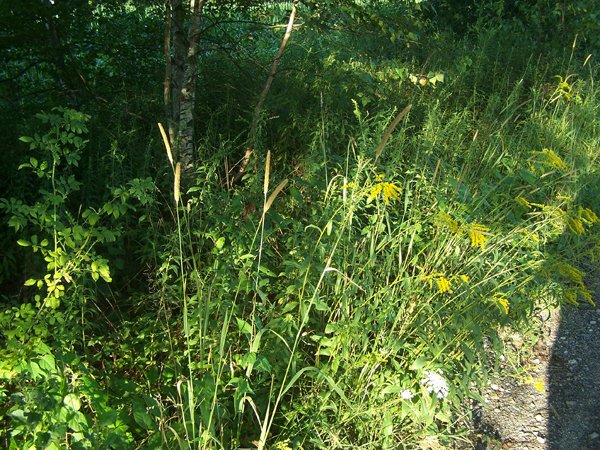 Driveway - grass head3 crop August 2019.jpg