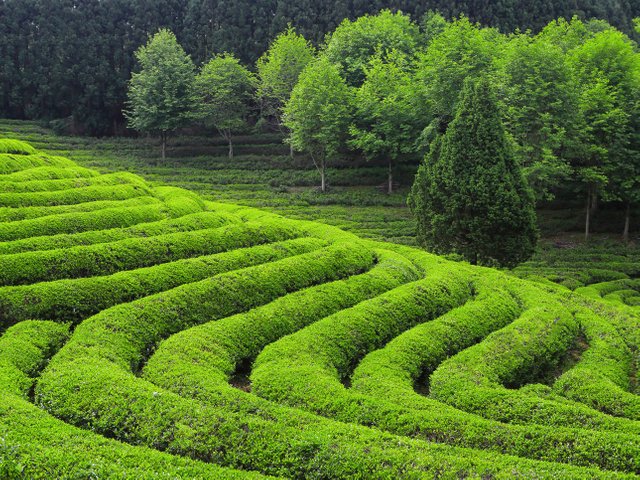 Boseong-tea-plantation-GettyImages-596127886.jpg