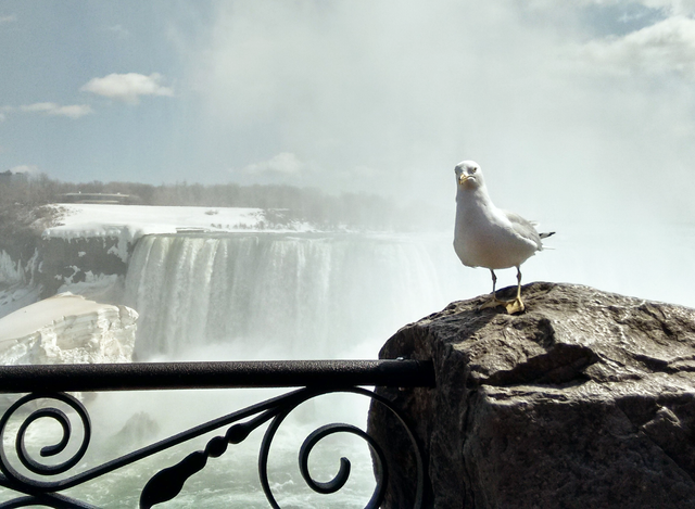 seagullniagara2.png