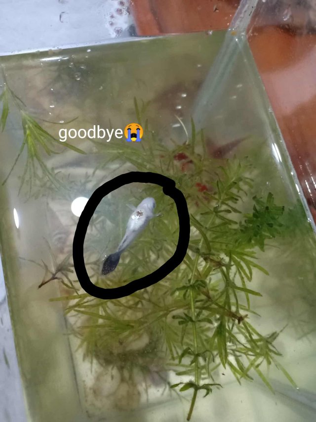 received_630240406768811.jpeg