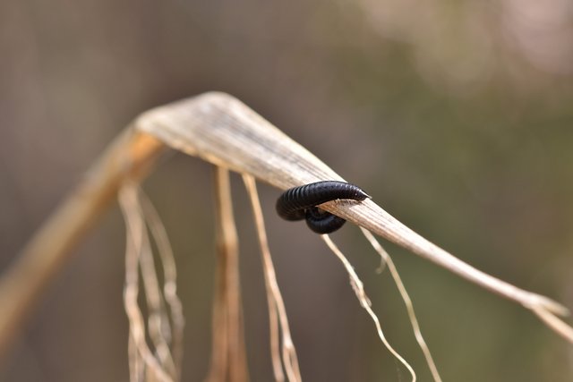 bug caterpillar bacl grass.jpg