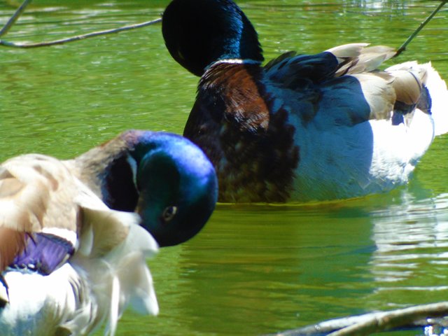 1photofeedwildlife79 (4).JPG