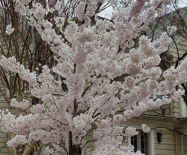 dupont tree cropped.jpg