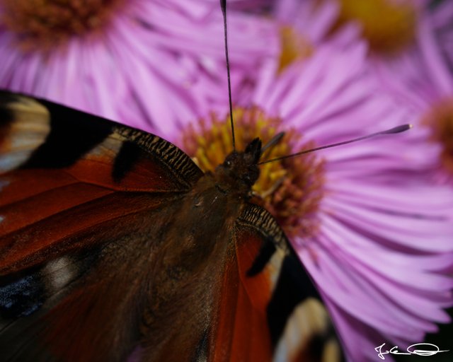 2018-10-Butterfly-European-Peacock-06.jpg