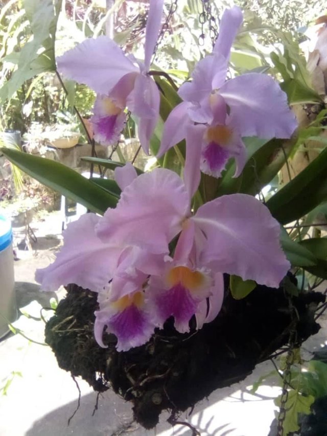 Orquidea de mi jardin Steem Bru.jpg