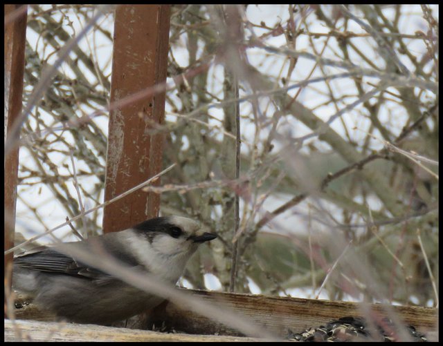 grey jay at bird feeder side view.JPG