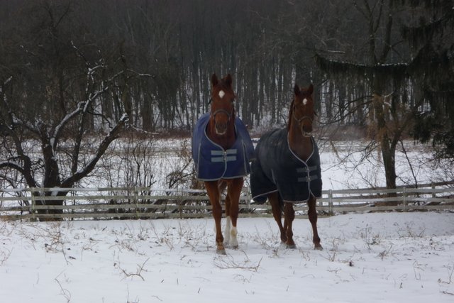 horses in snow.JPG