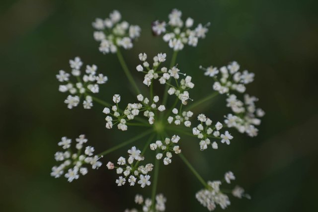 DSC01235.jpg