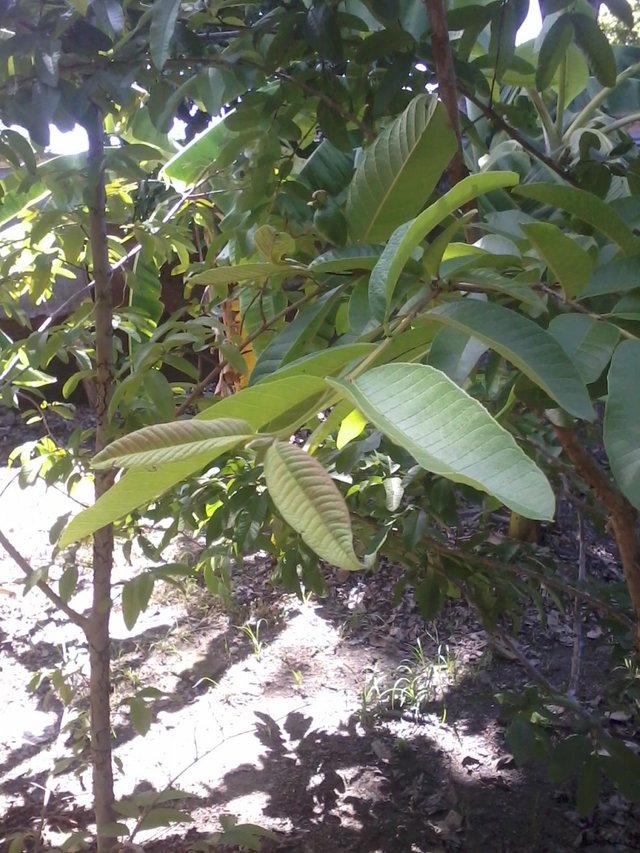 cogollo guayaba.jpg