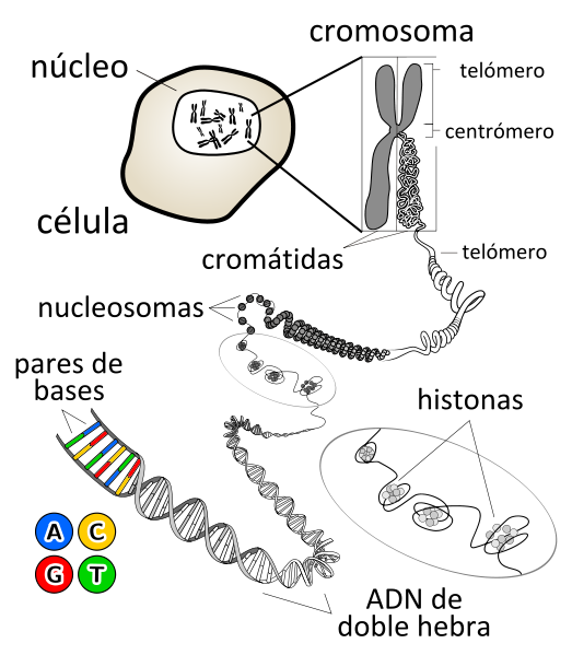 523px-Chromosome-es_svg.png