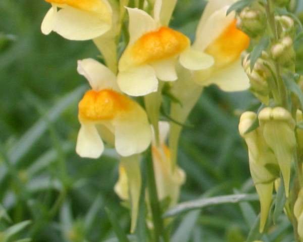 Common-Toadflax2.jpg