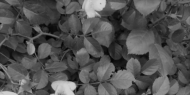 Flower Photography B&W Bush Baby Thorn Rose May 28 2017.jpg