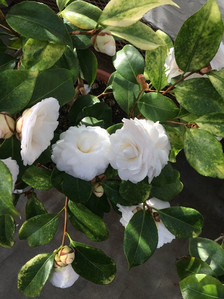 Smith Greenhouses - camillia2 white crop January 2020.jpg