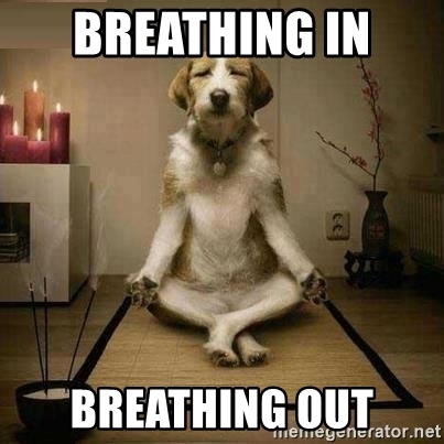 Meditating Dog.png