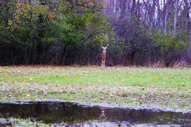 DeerReflection.jpg