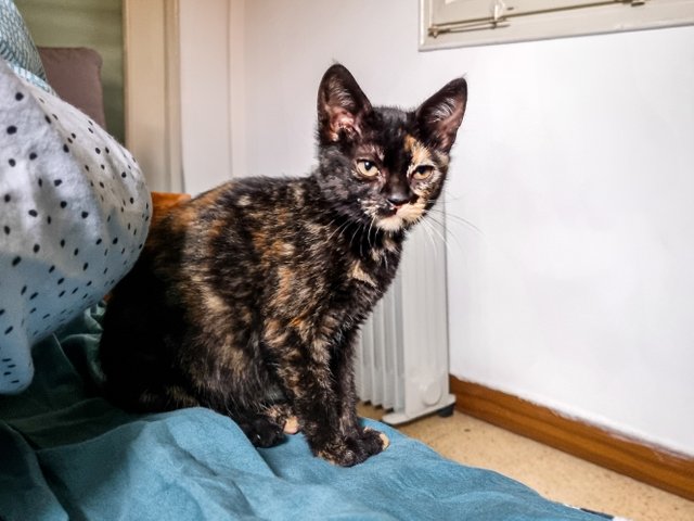 Tortoiseshell Cat