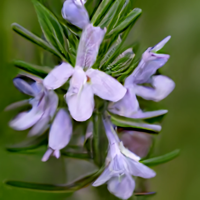 5 different images of the flower Rosemary (4).png