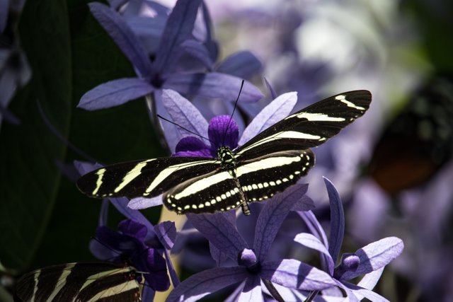 butterfly-4072574.jpg