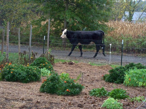 Moving cows1 crop Oct. 2018.jpg