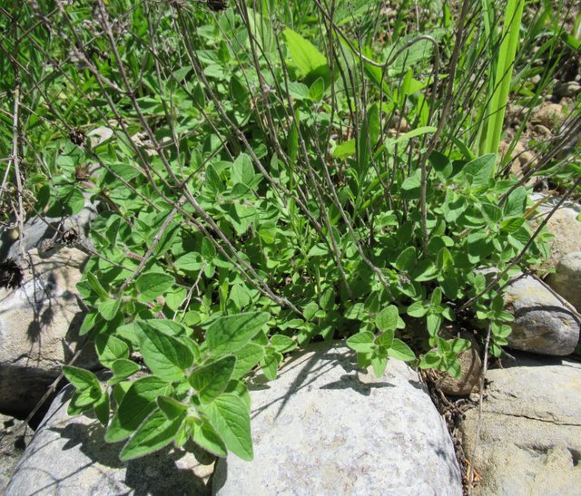 marjoram.jpg
