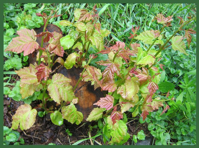 new growth on Amur maple stump.jpg