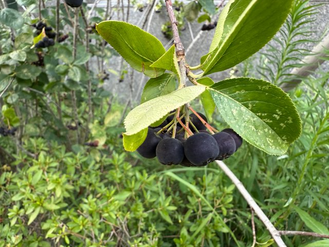 IMG_2509.jpeg