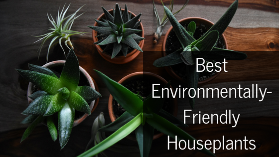 Best Environmentally-Friendly Houseplants Romeo DiBattista Jr.png