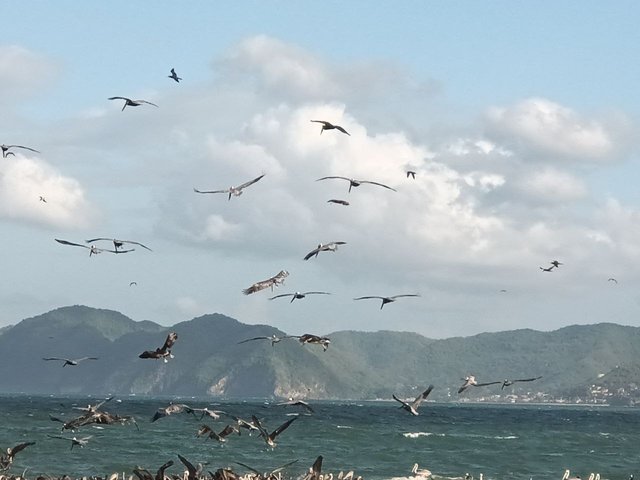 pajaros en el mar.jpg