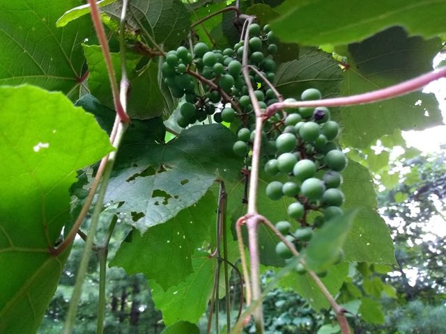 Wild grapes.jpg