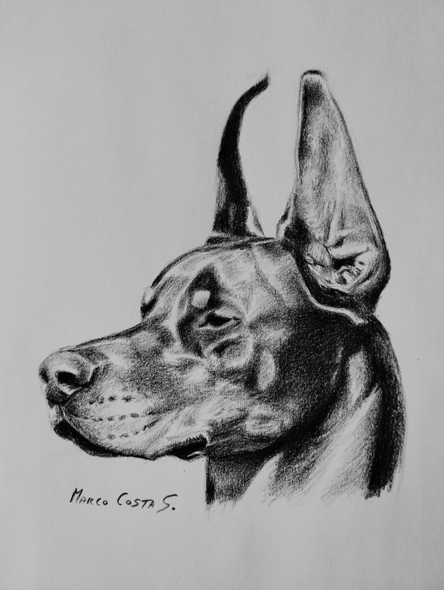 FINAL DOBERR.jpg