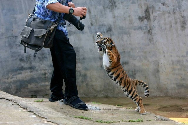 baby-tiger-dont-like-photographers.jpg