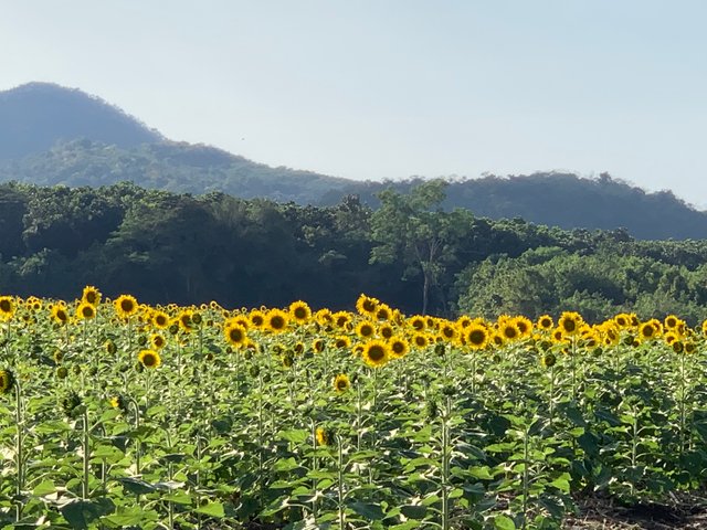 Sunflower fields12.jpg