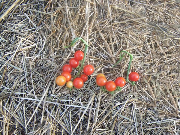 Cherry Tomatoes - 1st ones crop Aug. 2018.jpg