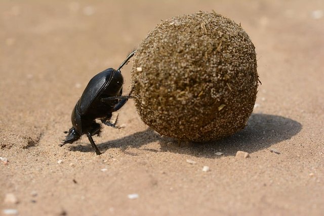scarab-beetle-god-dung-beetle.jpg