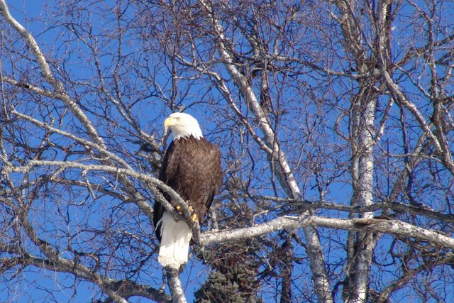 shasta2018dec28th47eagle7io.jpg