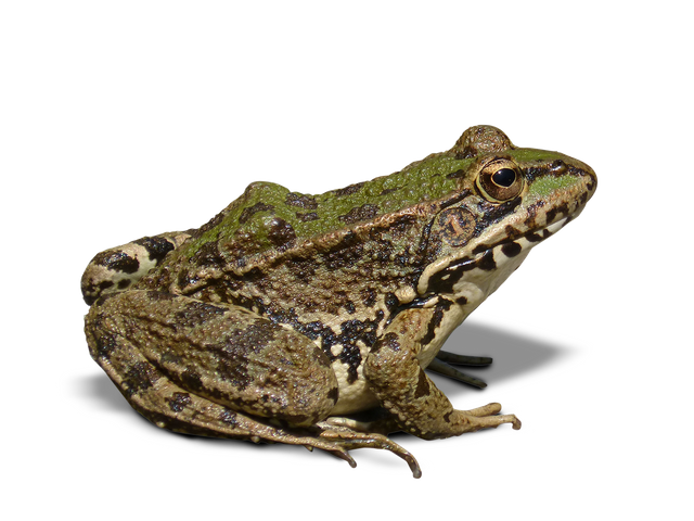 frog-1445824_1920.png