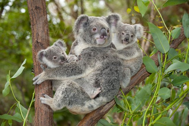Koala with two joeys sitting in a fork of a tree _DSC2919.jpg