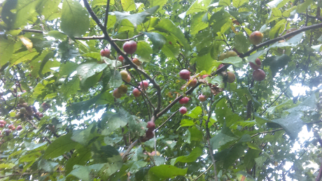 ripe-wild-cherries-sm.png