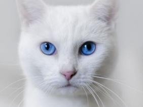 kucing-putih-mata-biru.jpeg